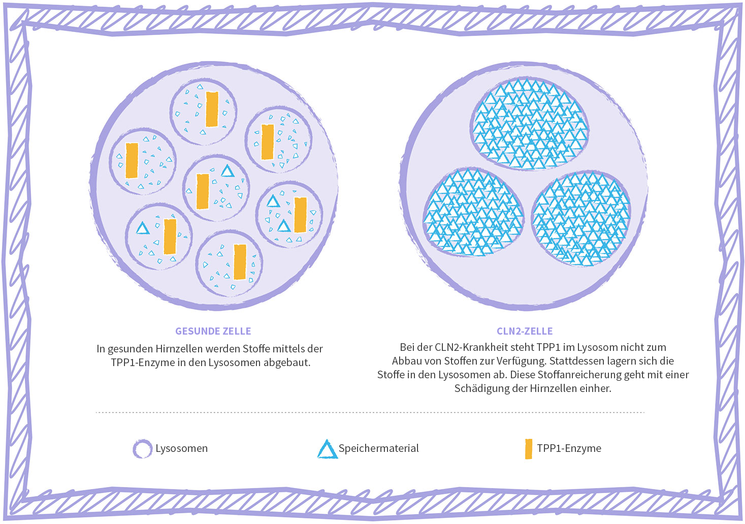 Grafische Darstellung der Zelle bei der lysosomalen Speicherkrankheit CLN2