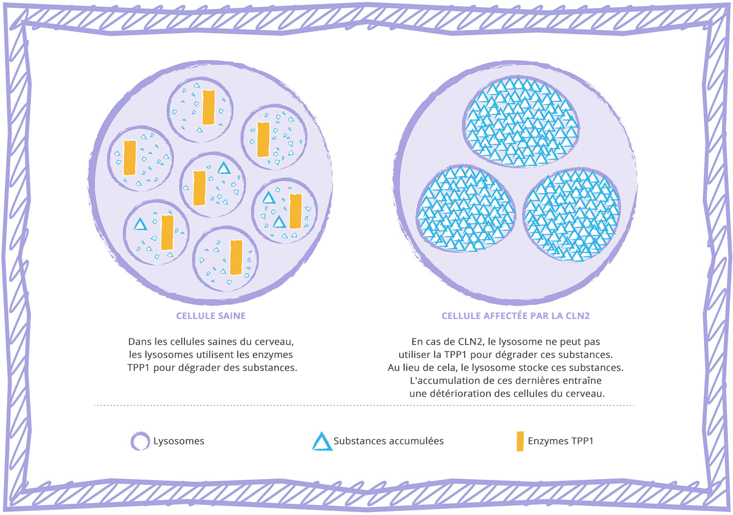 Schéma d'une cellule en cas de maladie de surcharge lysosomale CLN2