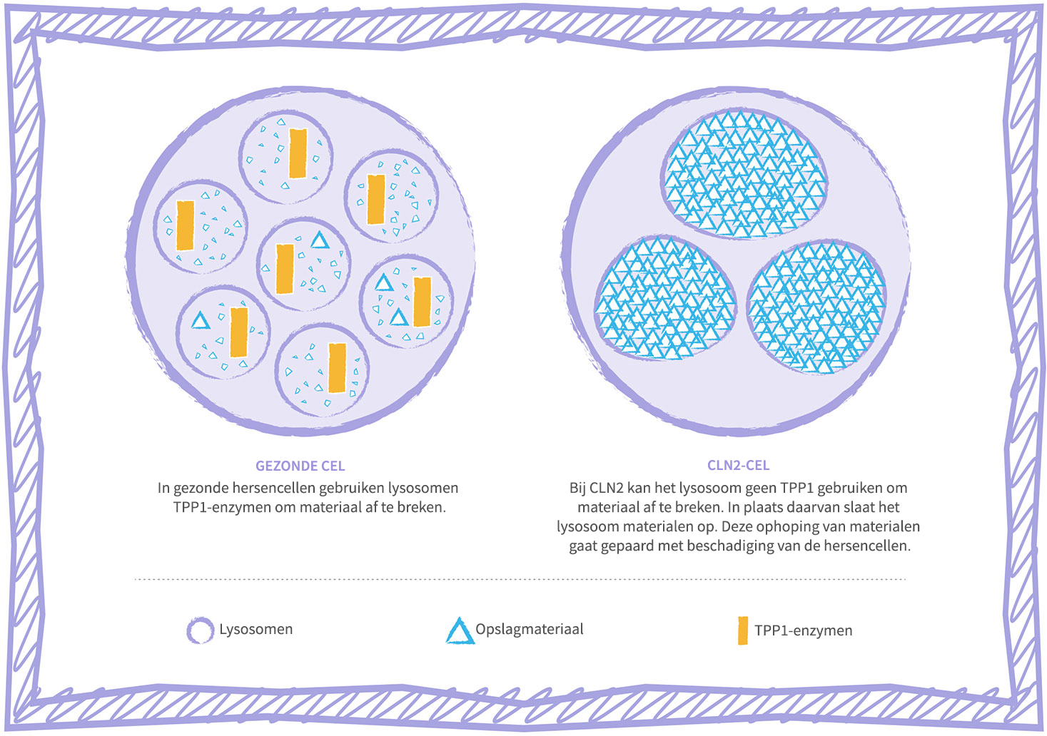 CLN2 disease lysosomal storage disorder cell graphic