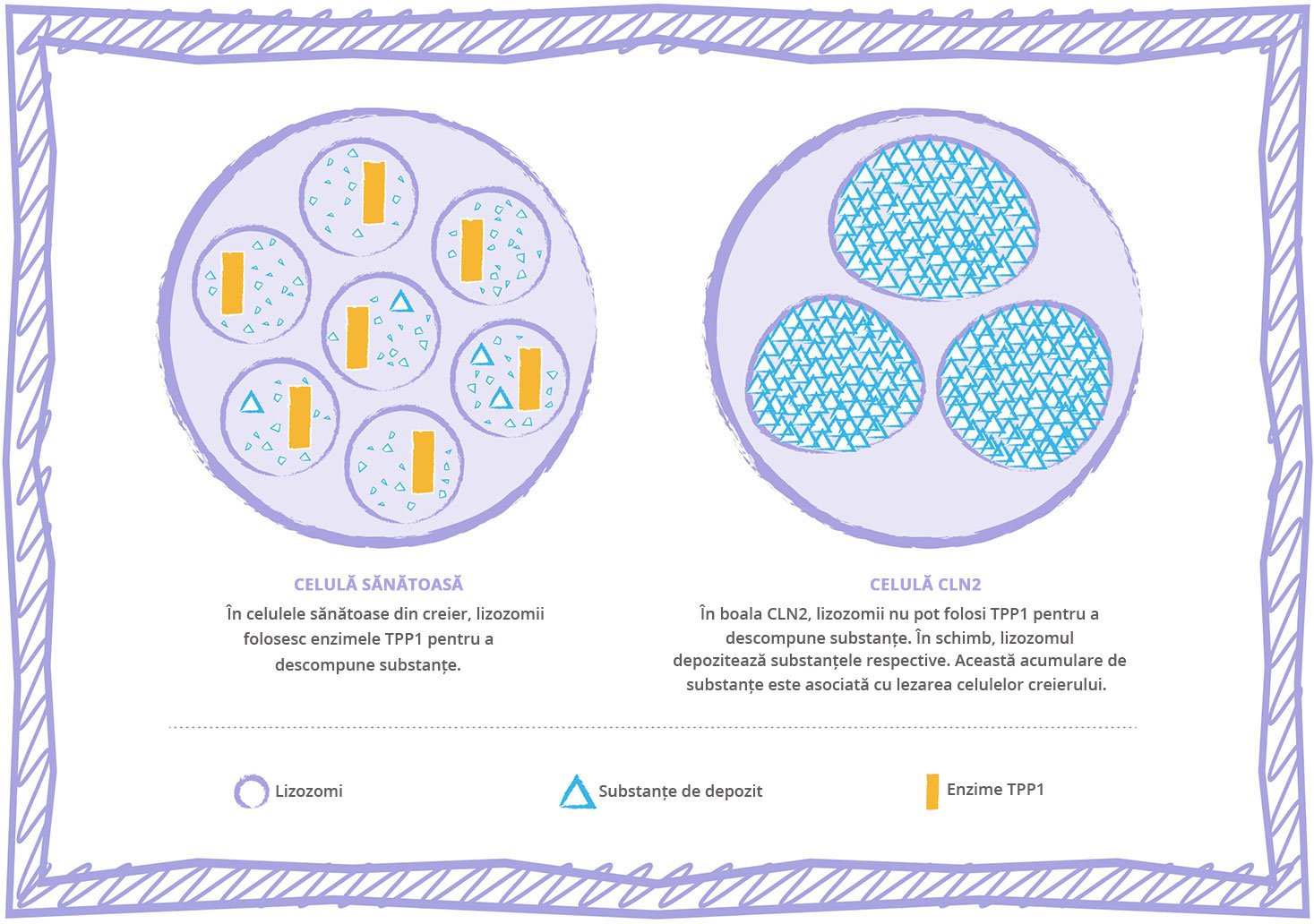 CLN2 disease lysosomal storage disorder cell graphic