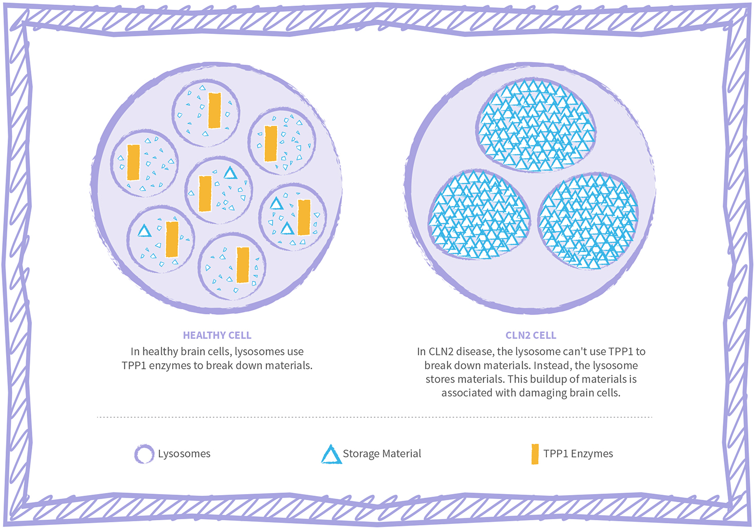 CLN2 disease lysosomal storage disorder cell graphic